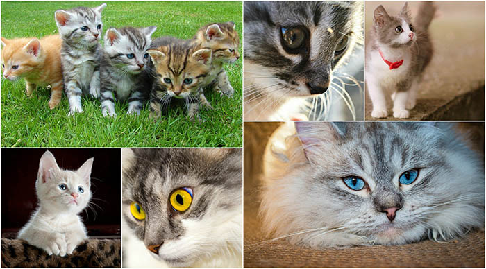 Montage photos_collage chats